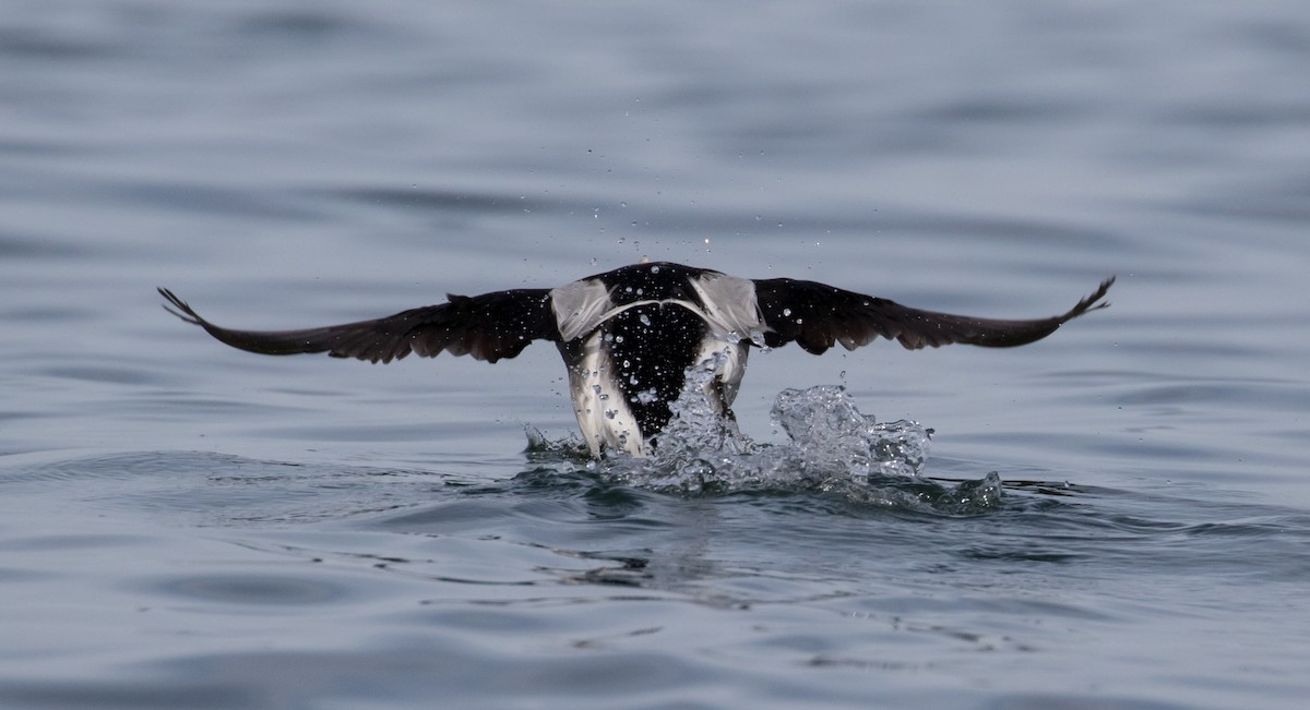 Long-tailed Duck - ML79270191