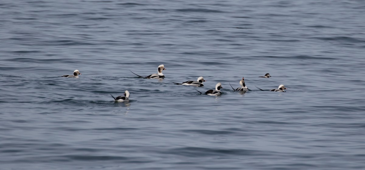 Long-tailed Duck - ML79270291