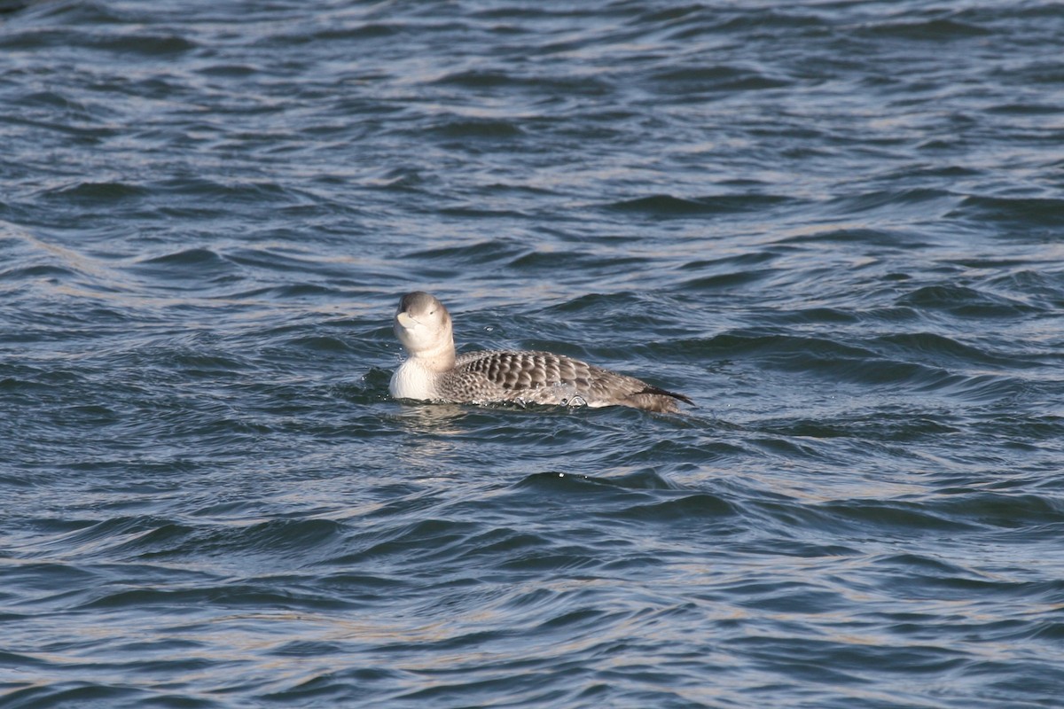 Yellow-billed Loon - Cole Wolf