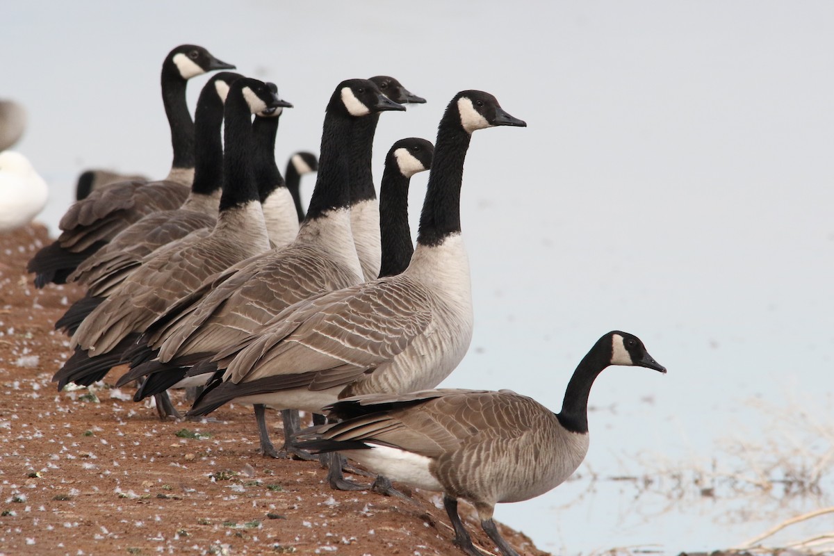 Canada Goose (canadensis Group) - Louis Hoeniger