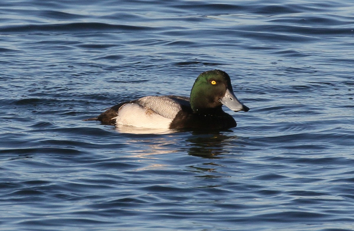 Greater Scaup - Charlotte Byers