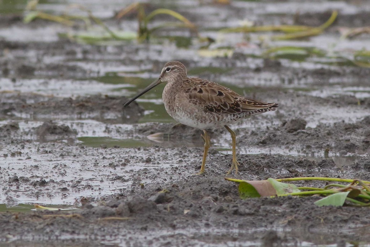 Long-billed Dowitcher - ML79278371