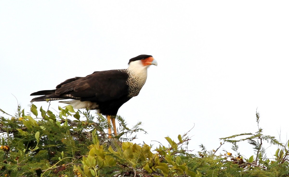Crested Caracara (Northern) - Georges Duriaux