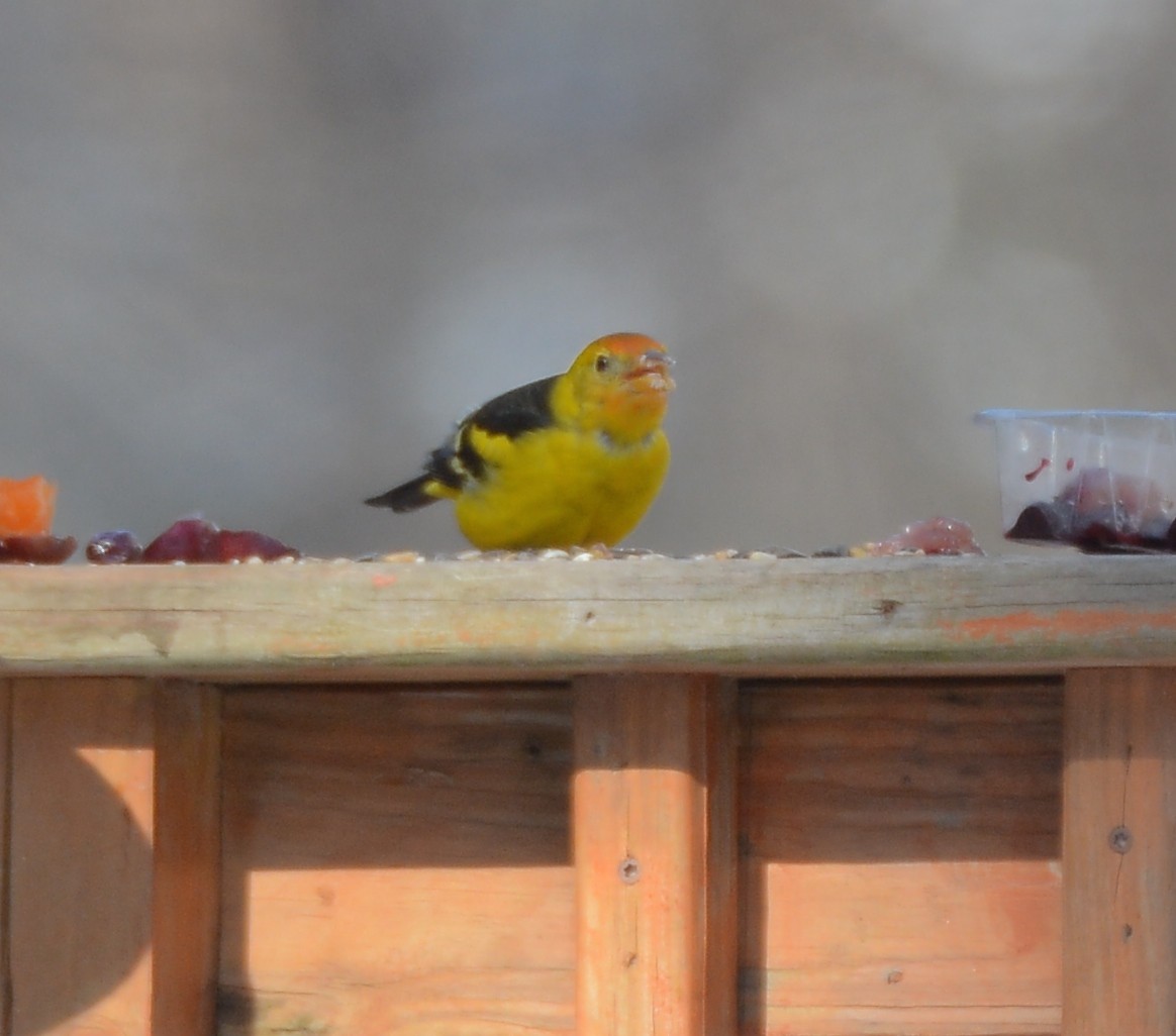 Western Tanager - ML79282011