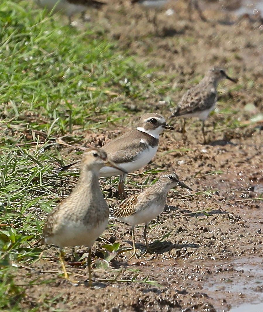 Semipalmated Plover - ML79282311