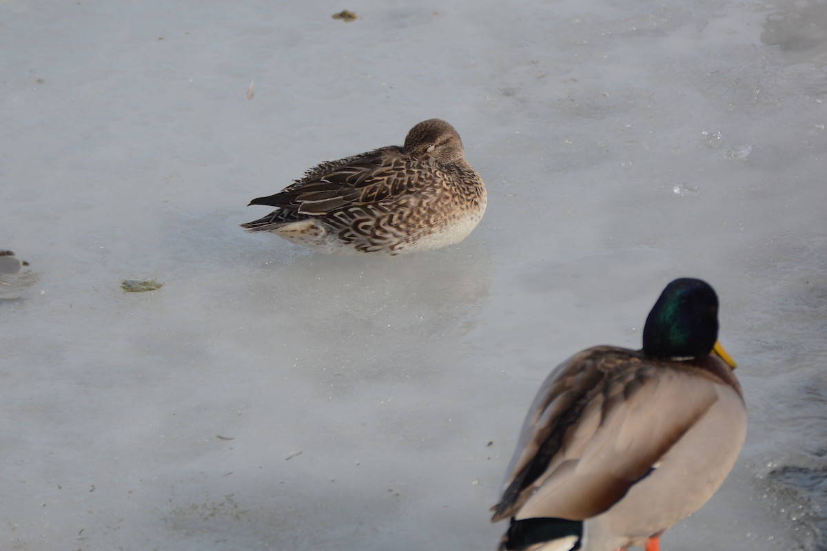 Green-winged Teal - ML79282391