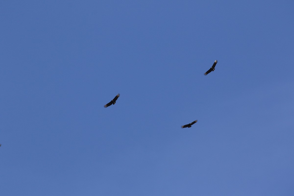 Black Vulture - ML79283541