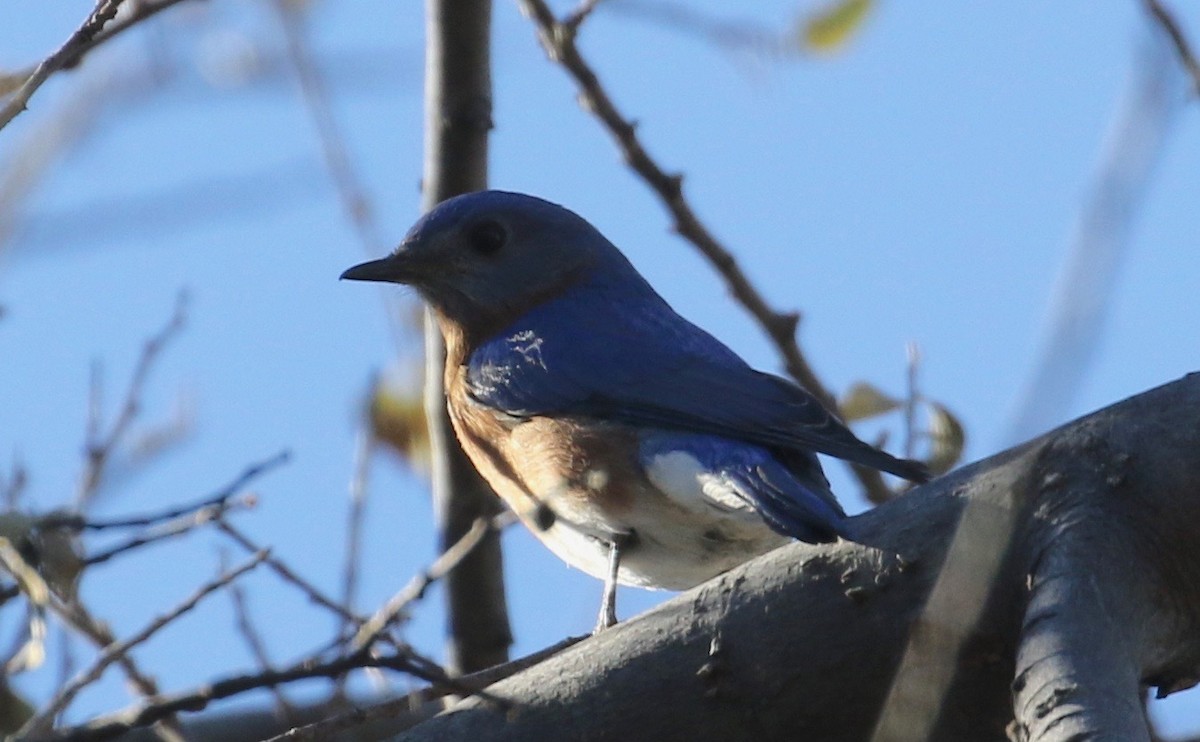 Eastern Bluebird (Eastern) - ML79283591