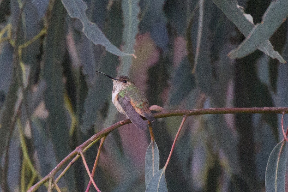 Allen's Hummingbird - ML79284791