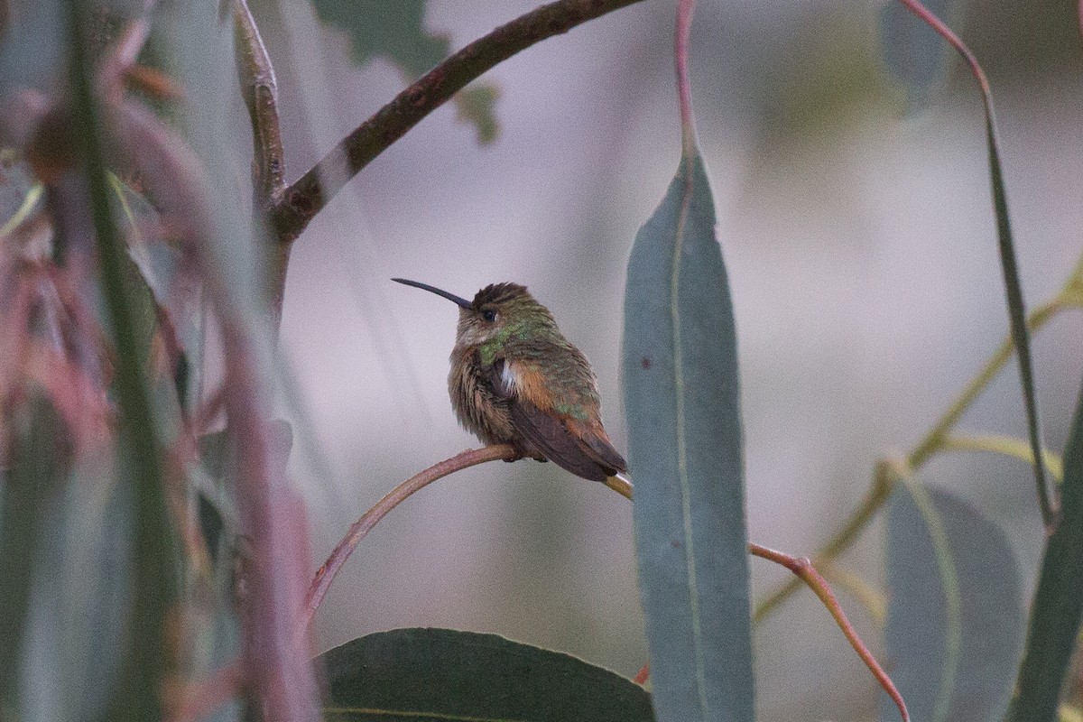 Allen's Hummingbird - ML79284861