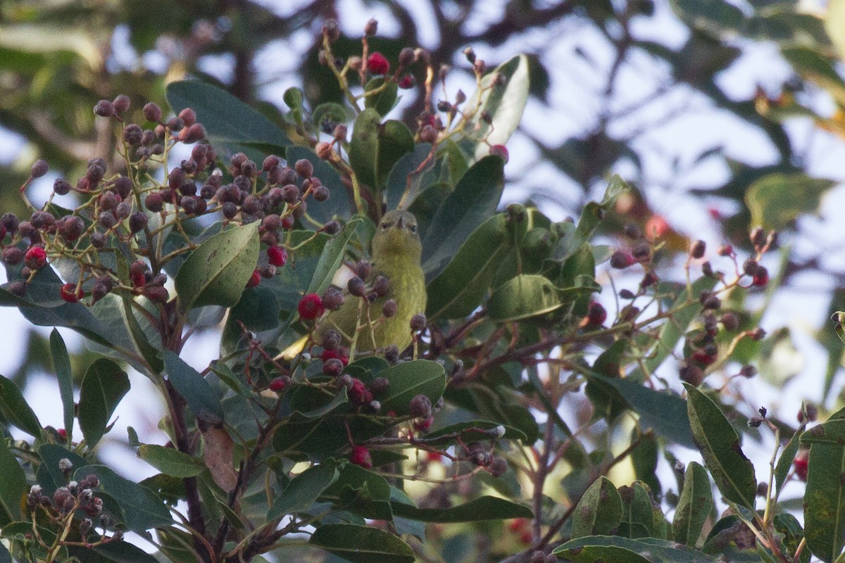 Orange-crowned Warbler (sordida) - Griffin Richards