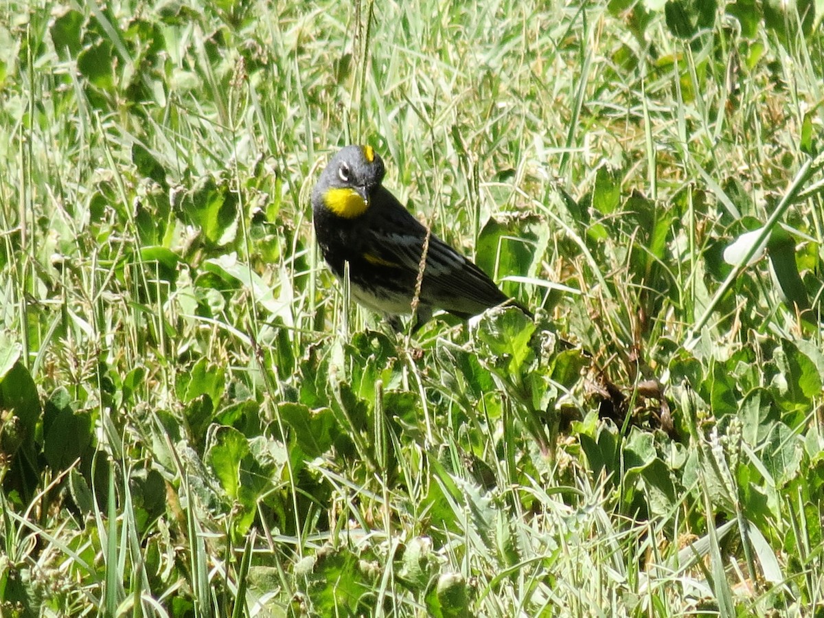 Yellow-rumped Warbler (Audubon's) - ML79287011