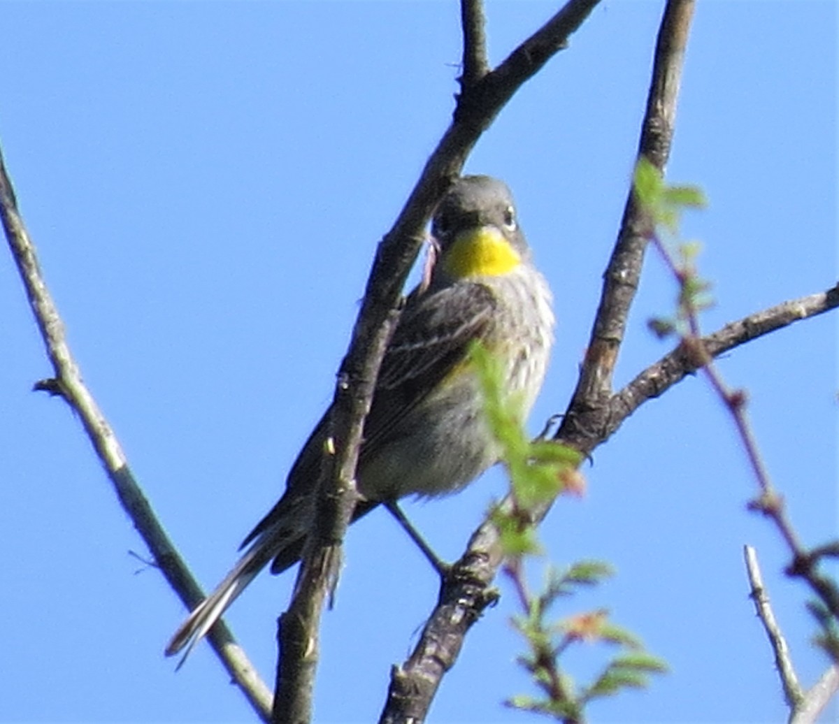 Yellow-rumped Warbler - ML79288221