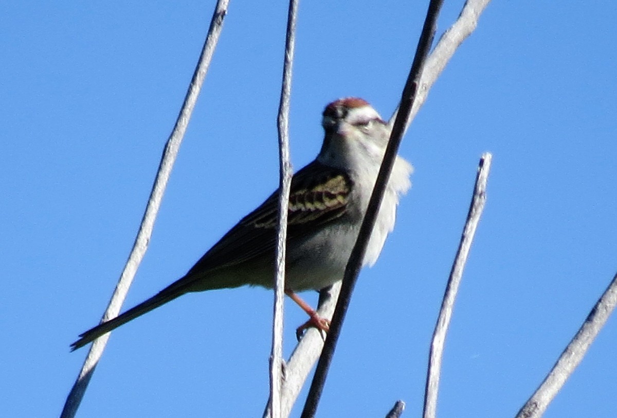 Chipping Sparrow - ML79288341