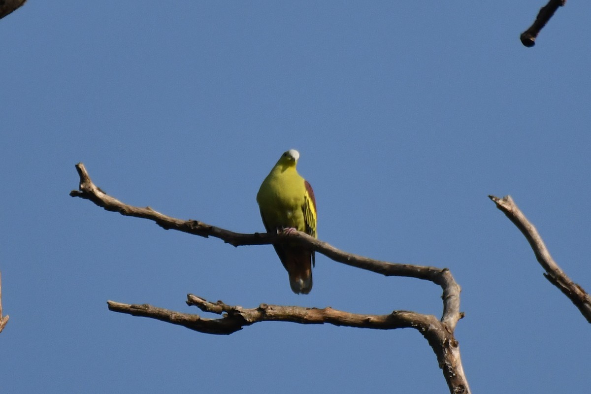 Gray-fronted Green-Pigeon - Anirudh Kamakeri