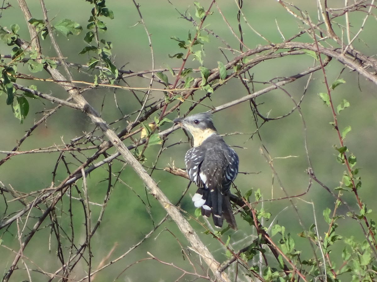 Great Spotted Cuckoo - Doris  Schaule
