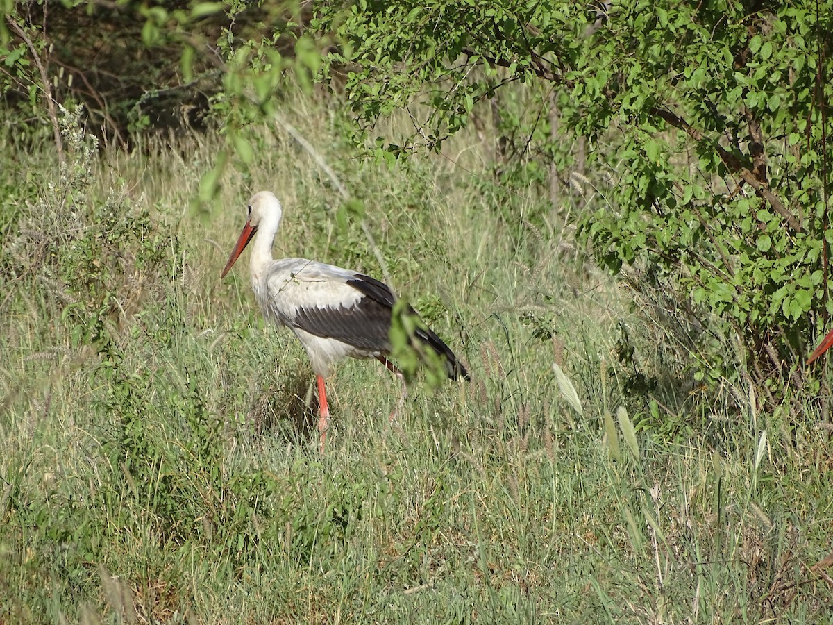 White Stork - Doris  Schaule