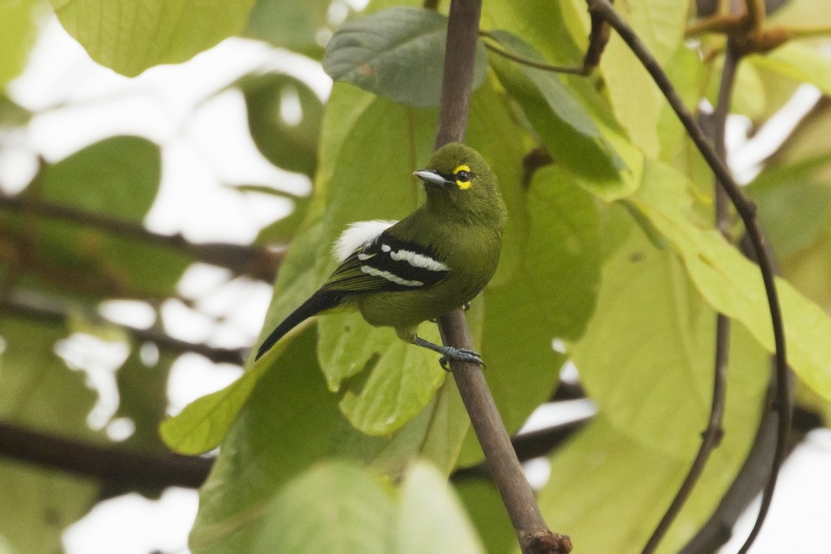 Green Iora - Tony Palliser