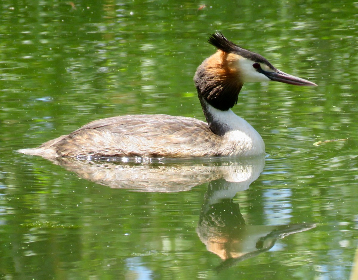 Great Crested Grebe - ML79294921