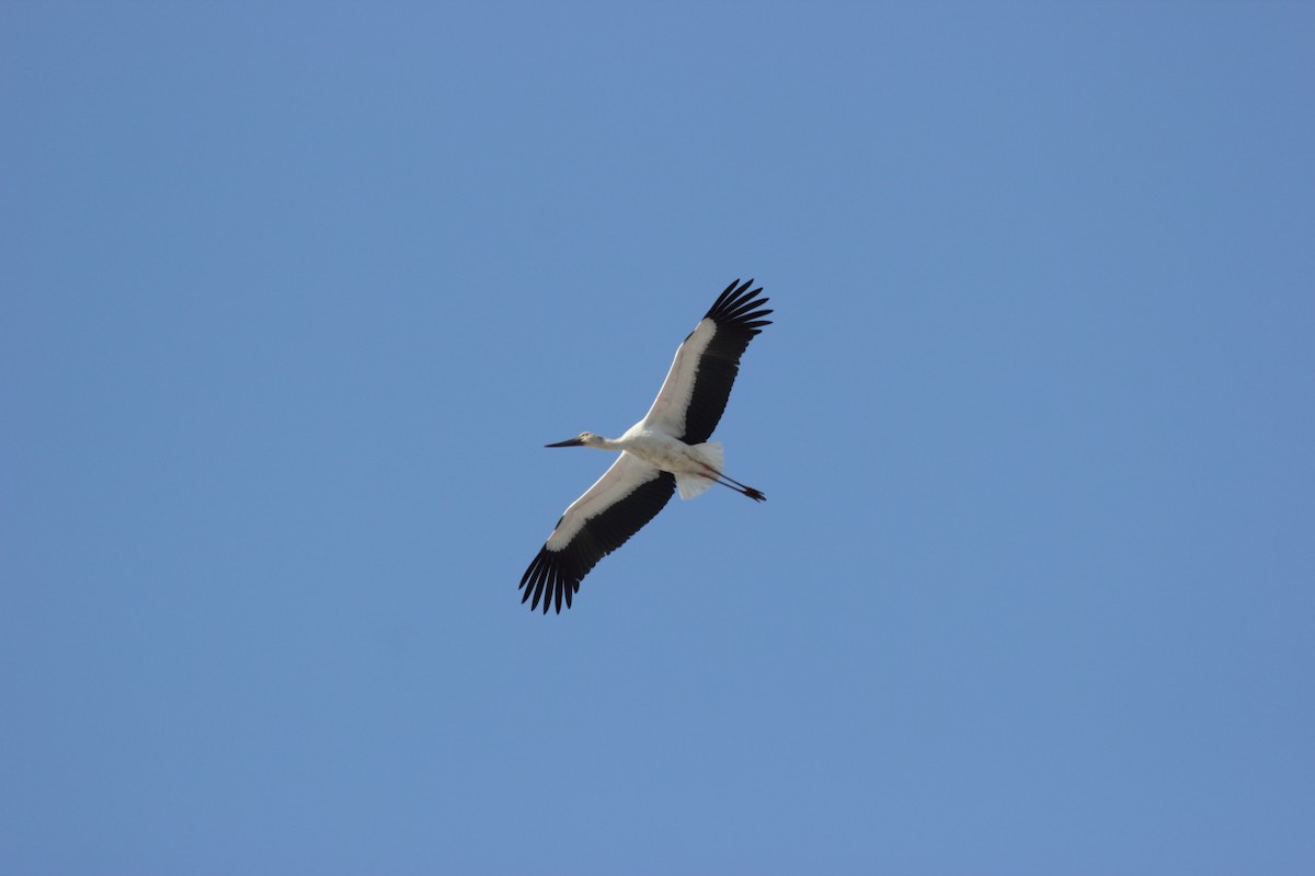 Oriental Stork - Chinmay Rahane
