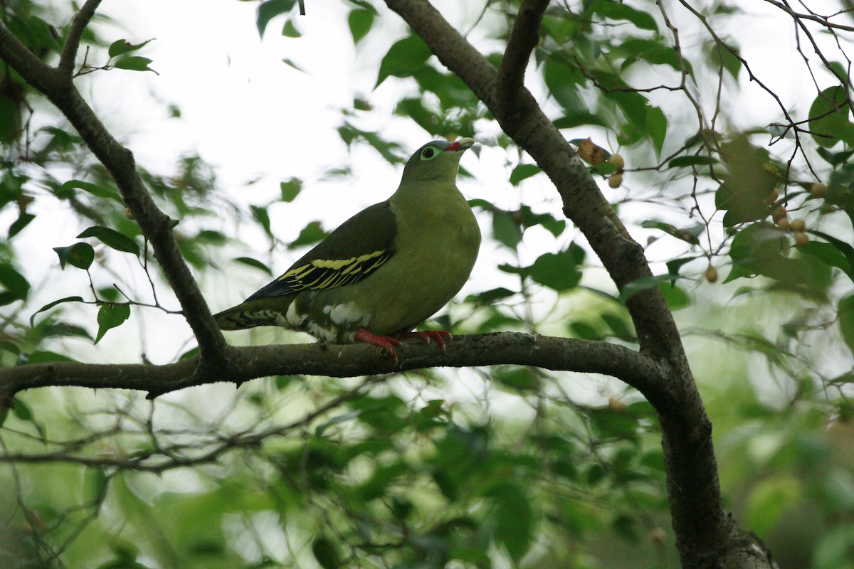 Thick-billed Green-Pigeon - Kian Guan Tay