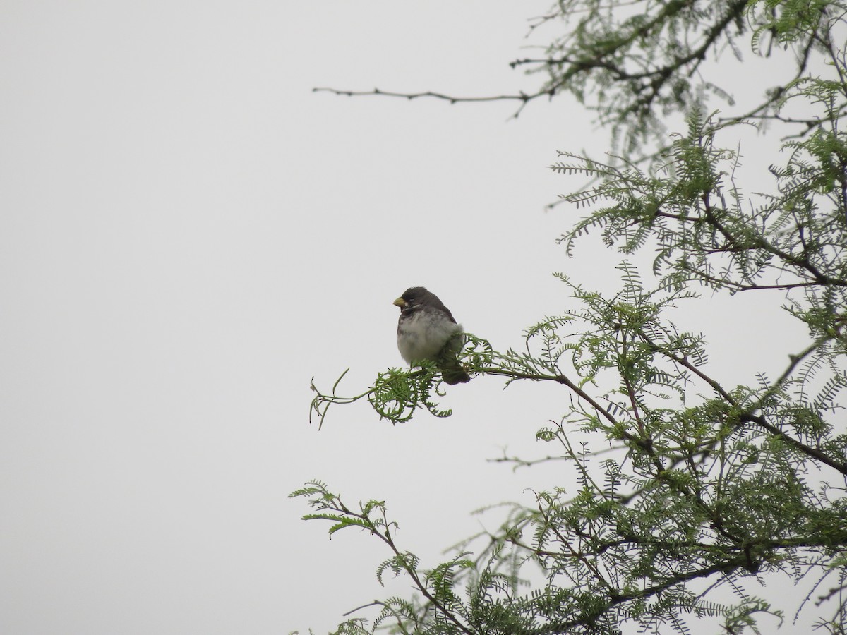 Double-collared Seedeater - ML79297271