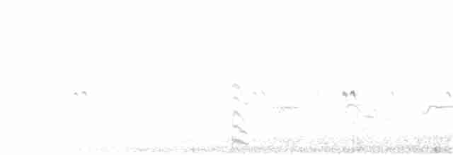 Белокрылая лысуха - ML79298451