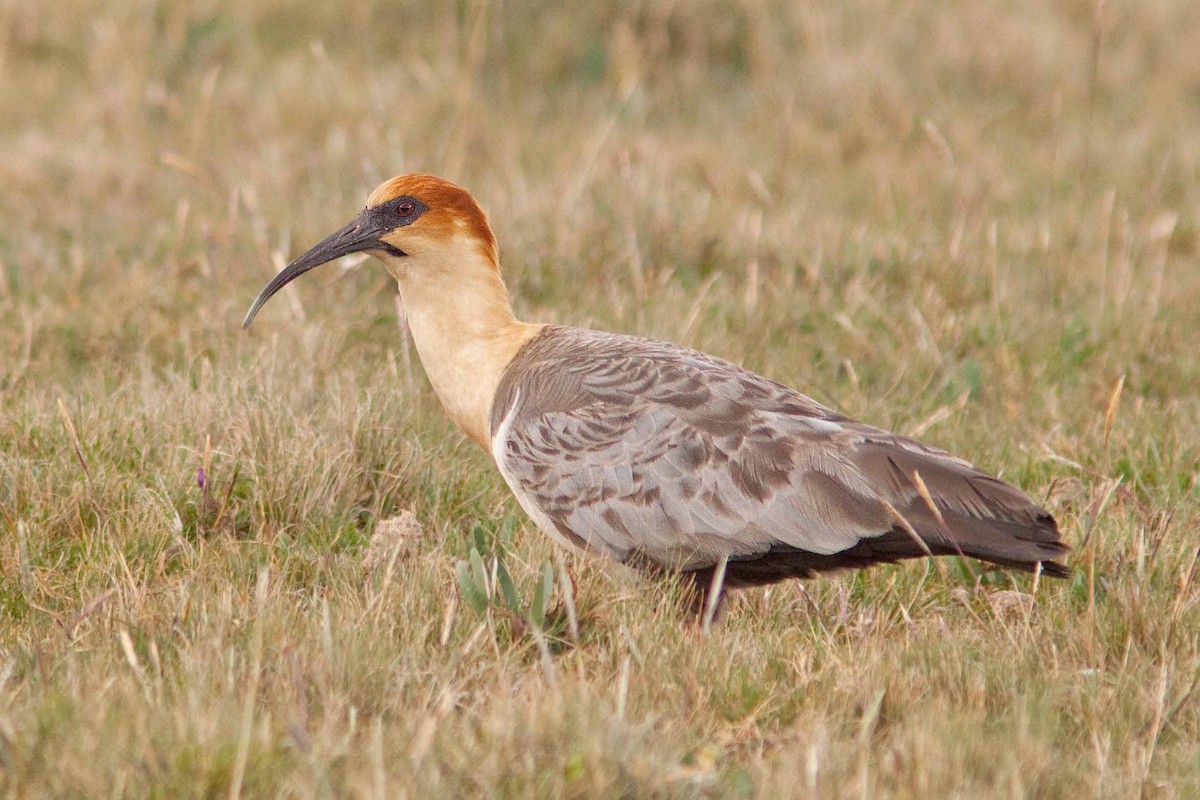 ibis šedokřídlý - ML79298701