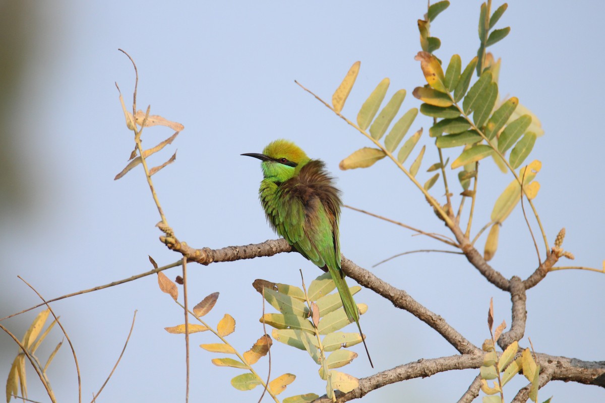 Asian Green Bee-eater - Praveen  Kumar