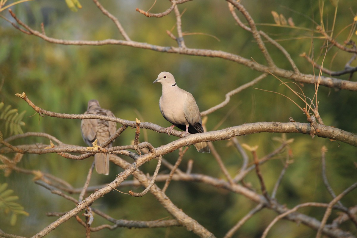 Eurasian Collared-Dove - Praveen  Kumar