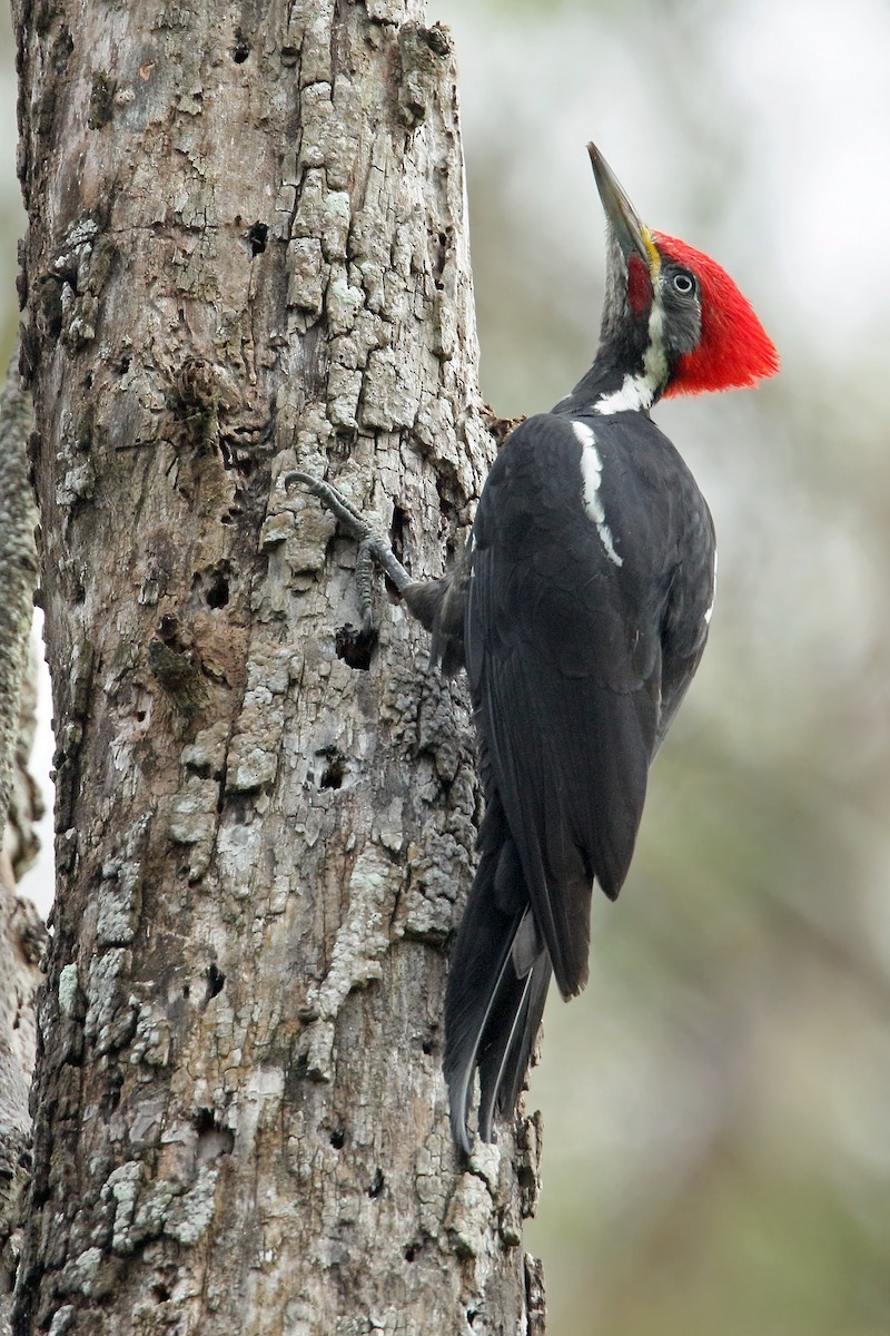Black-bodied Woodpecker - ML79299571