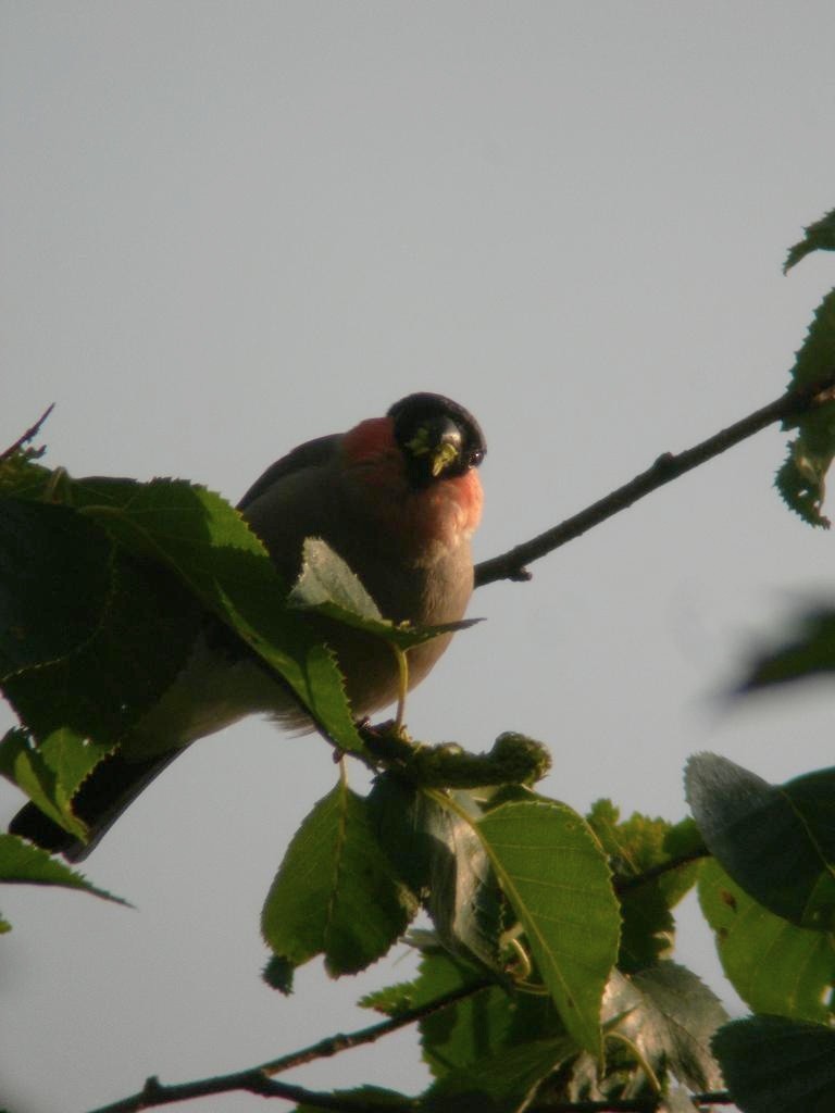 Eurasian Bullfinch - ML79300001