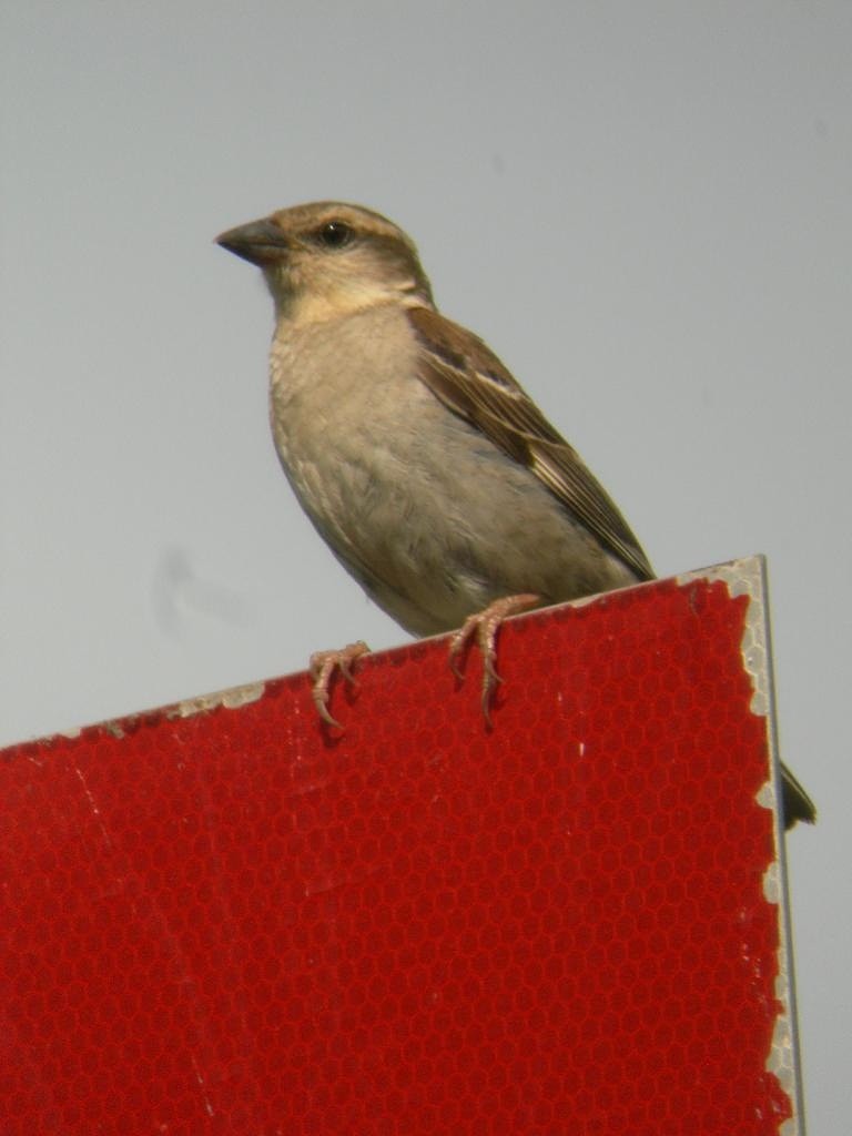Russet Sparrow - ML79300031
