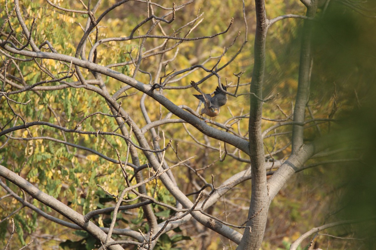 Eurasian Sparrowhawk - Praveen  Kumar