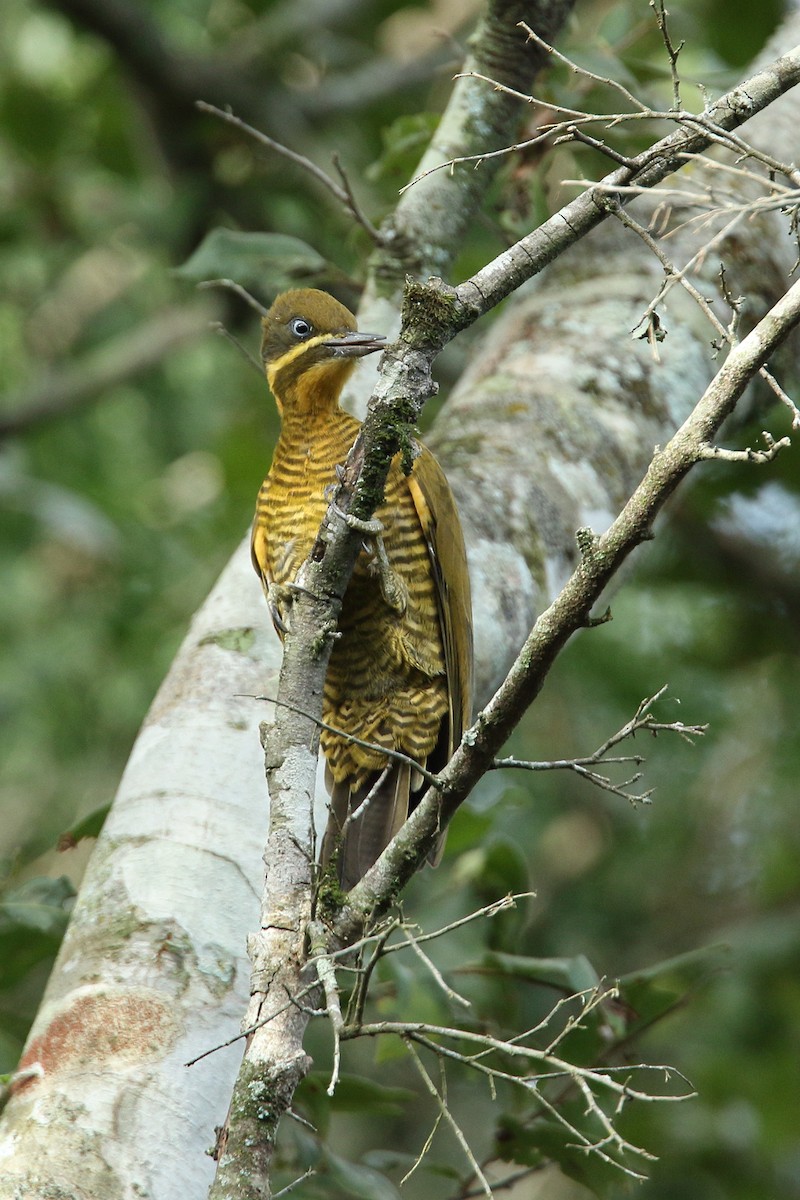 Golden-green Woodpecker - ML79300211