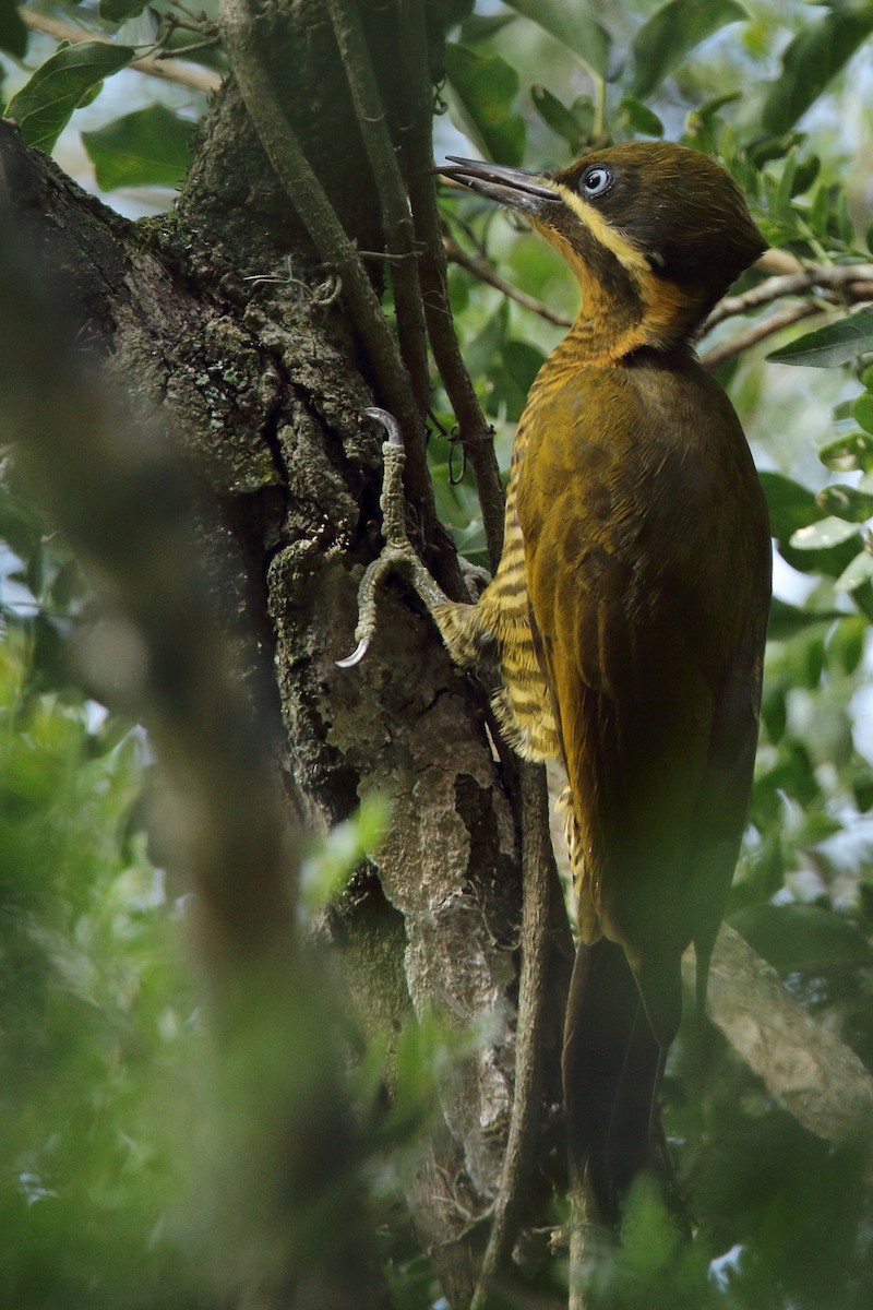Golden-green Woodpecker - Martjan Lammertink