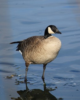 Cackling Goose, ML79307291