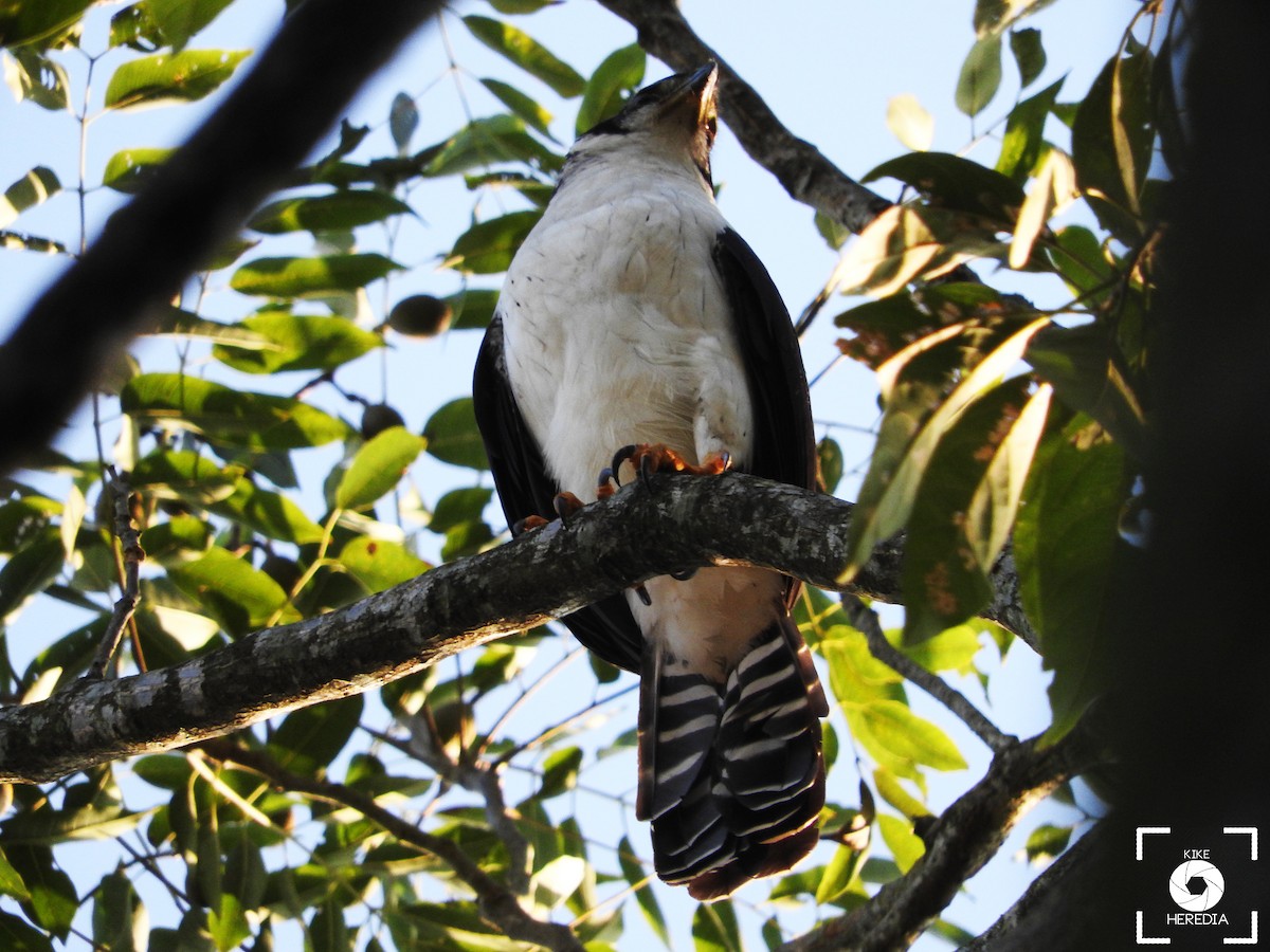 Collared Forest-Falcon - Enrique Heredia (Birding Tours)