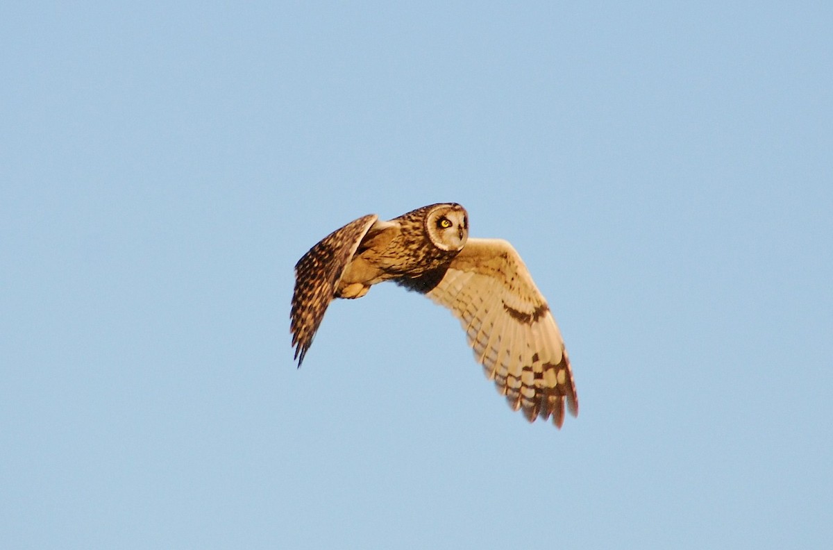 Short-eared Owl - ML79309861