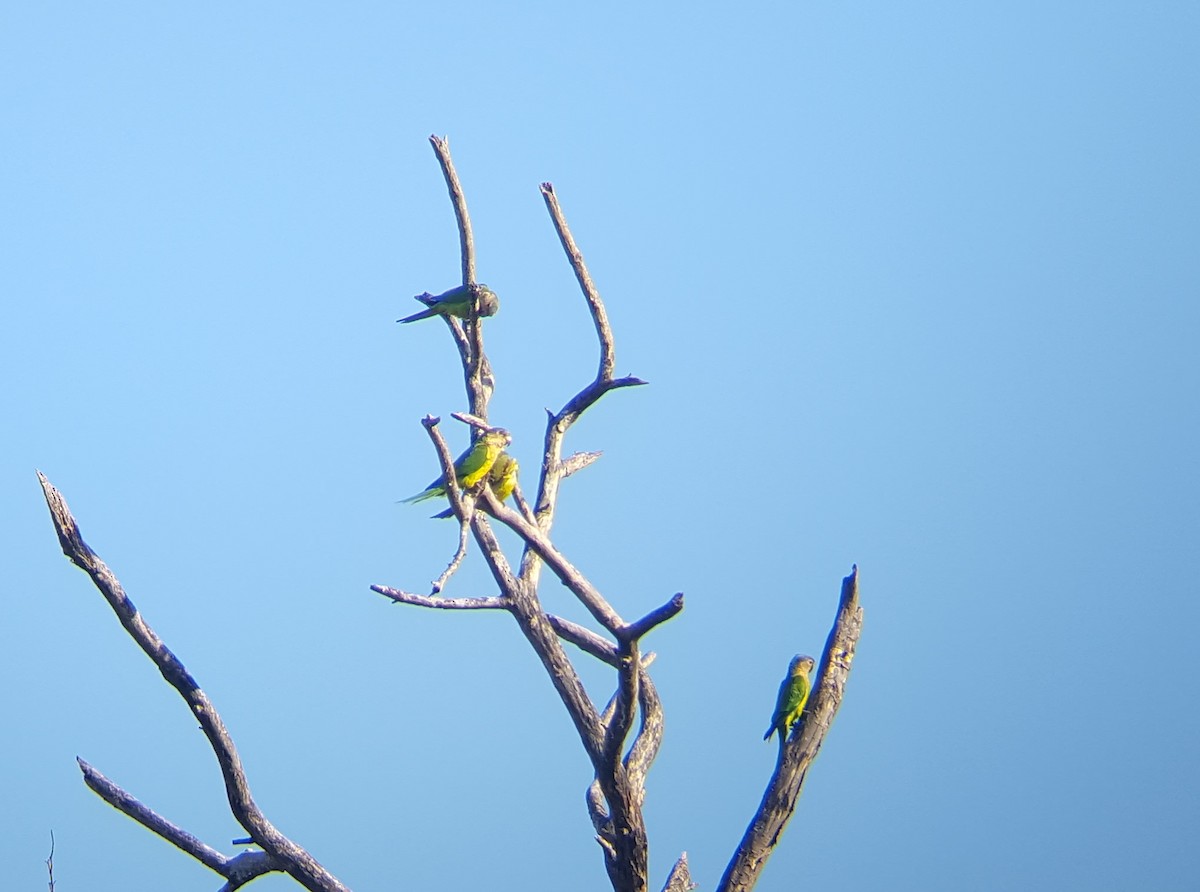 Brown-throated Parakeet - ML79310381