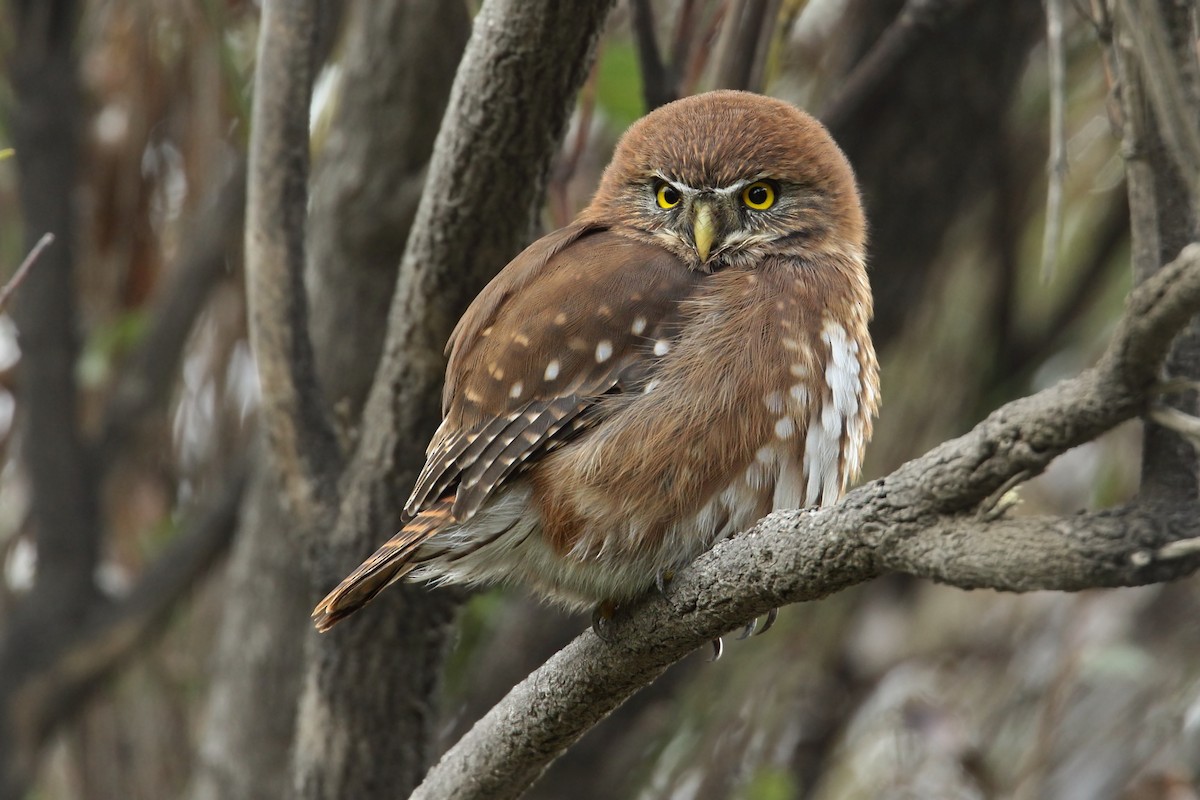 Austral Pygmy-Owl - ML79310471