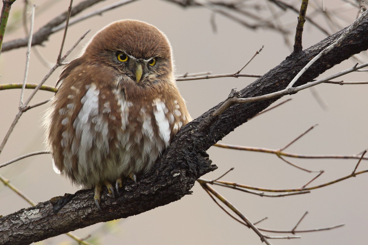 Austral Pygmy-Owl - ML79310521