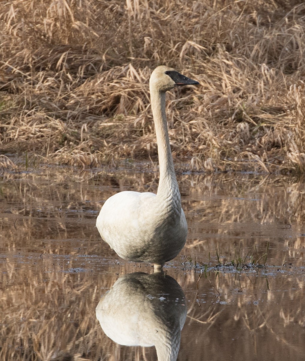 Trumpeter Swan - Jeremiah Psiropoulos