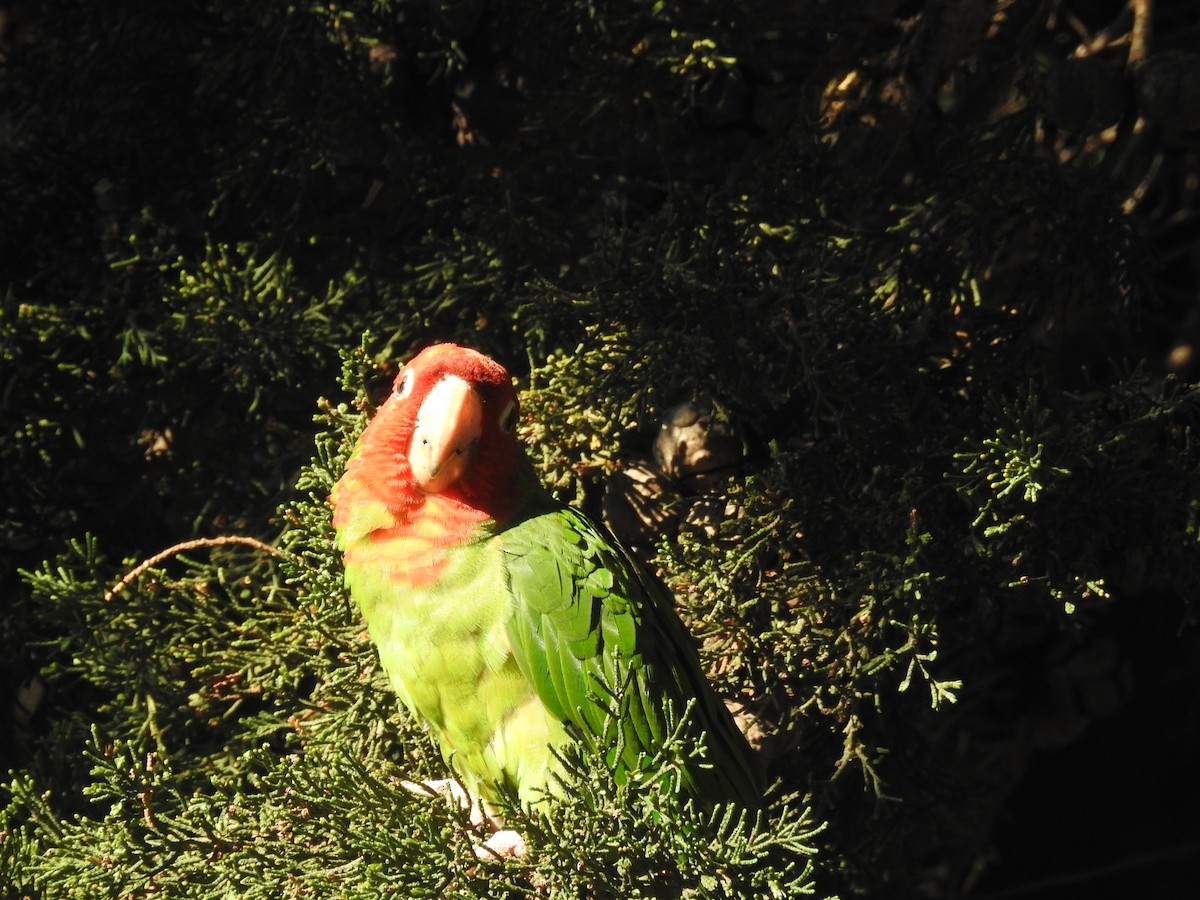 Red-masked Parakeet - William Grant