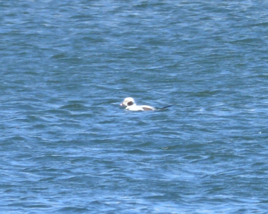 Long-tailed Duck - David Kennedy
