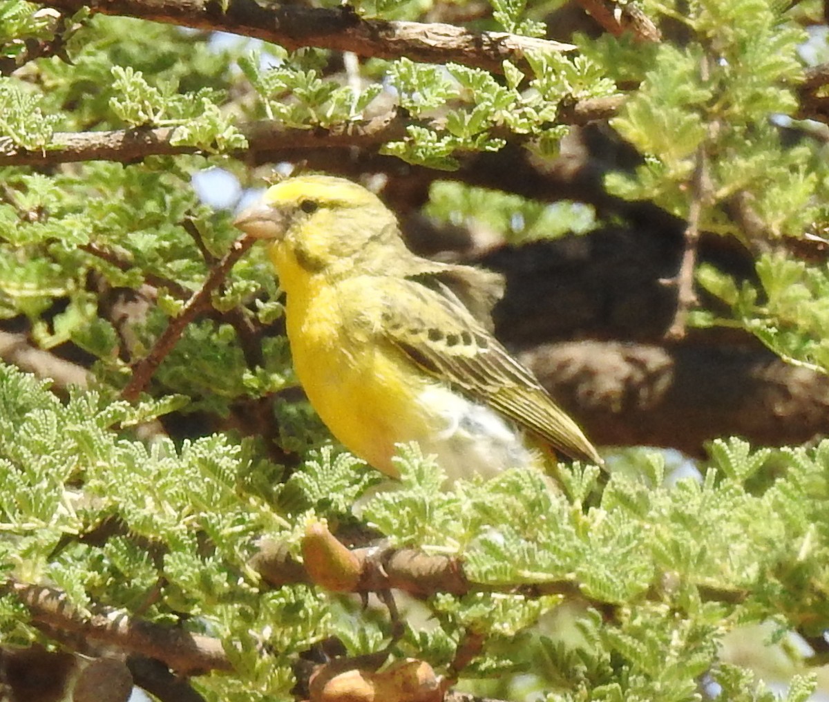 White-bellied Canary - bob butler
