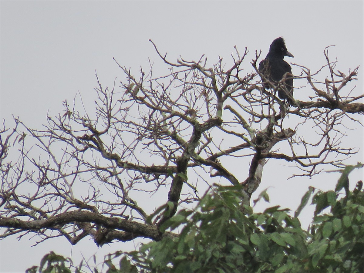 Amazonian Umbrellabird - ML79315921
