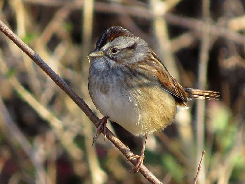 Swamp Sparrow - wendy wright
