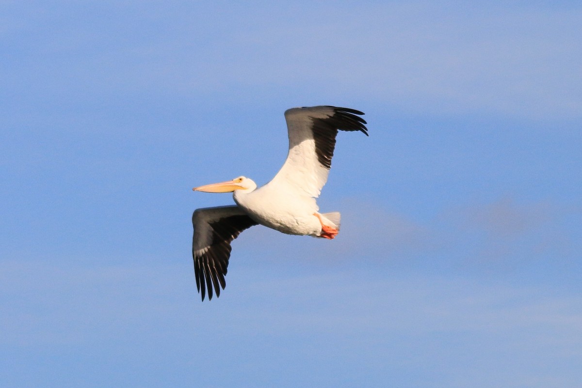 American White Pelican - ML79320071