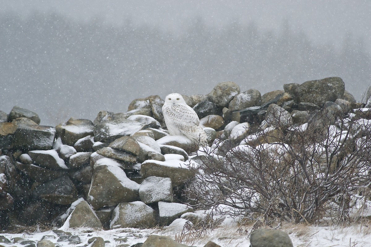 Snowy Owl - Paul Gould